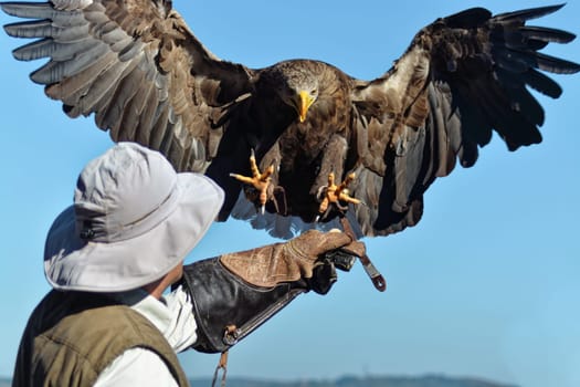 Eagle