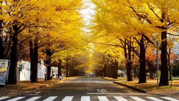 Hokkaido University, Japan - 11 Nov, 2014 : famous tree in Japanese autumn is the ginkgo and there is a ginkgo avenue in Hokkaido University