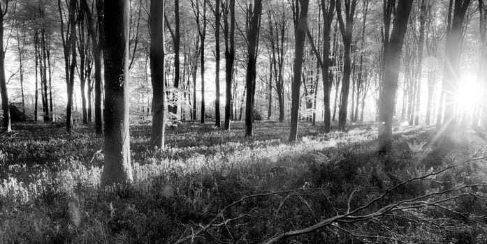 Bluebell woodland during sunrise. Black and white forest landscape during English springtime