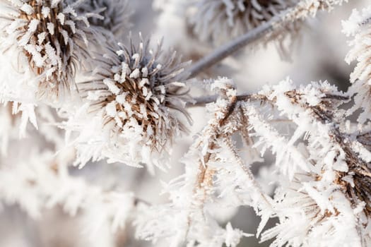 Thistle in winter covered in long ice crystals from freezing fog. Macro close up of frost on a garden plant