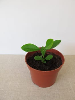 Home grown orange tree in flowerpot