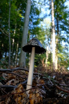 Magpie Inkcap - Coprinopsis picacea recorded in the undergrowth - detail shot