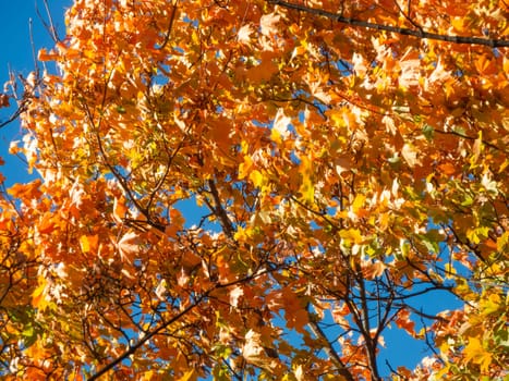 Autumn leaves on a lime tree in front of blue sky.