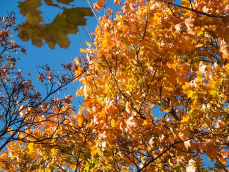 Autumn leaves on a lime tree in front of blue sky.