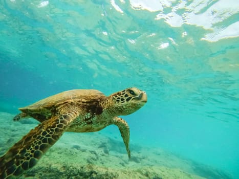 Green sea turtle above coral reef underwater photograph