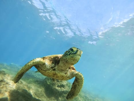 Green sea turtle above coral reef underwater photograph