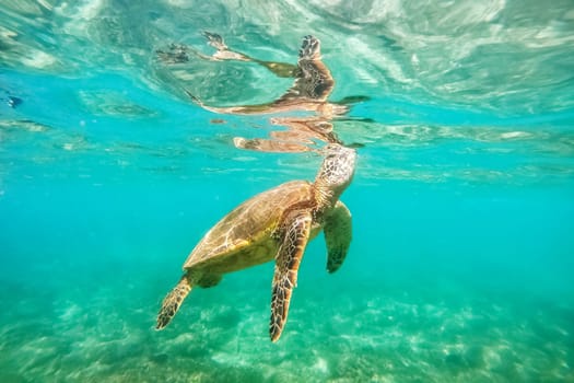 Green sea turtle above coral reef underwater photograph