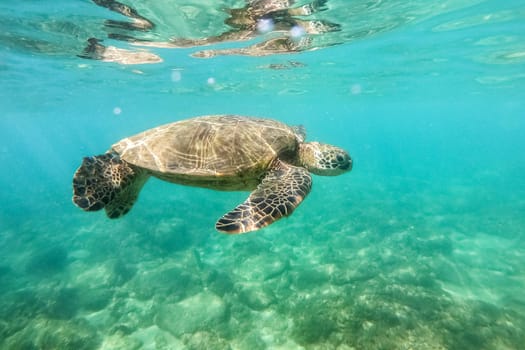Green sea turtle above coral reef underwater photograph