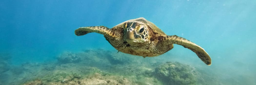 Green sea turtle above coral reef underwater photograph