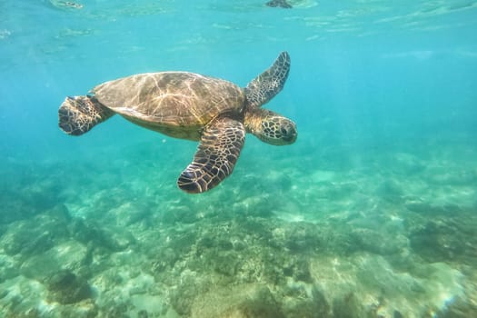 Green sea turtle above coral reef underwater photograph