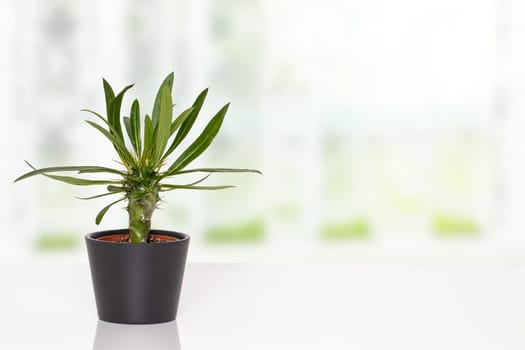 Table top on cactus background. A cactus in a decorative ceramic pot on a white table in front of abstract blurred bright windows. Template for product display montage.