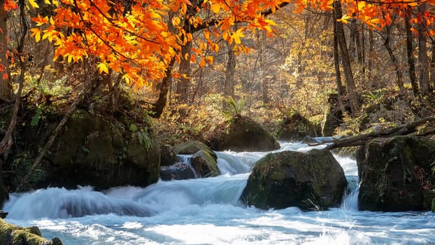The Oirase Gorge beautiful river druing the autumn season, Japan
