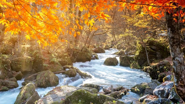 The Oirase Gorge beautiful river druing the autumn season, Japan