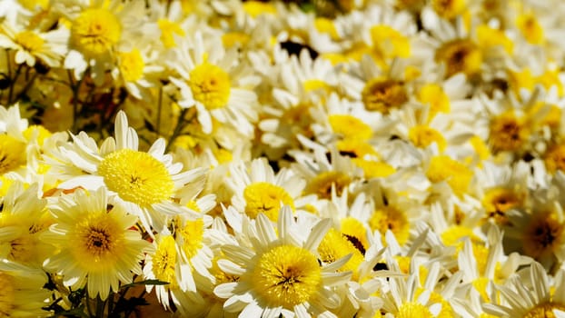 The flowers chrysanthemum wallpaper in autumnfor background picture