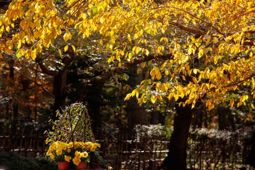 The Red maple leaves border at autumn forest, blurred background. Season changing. A tree branch of maple, fall