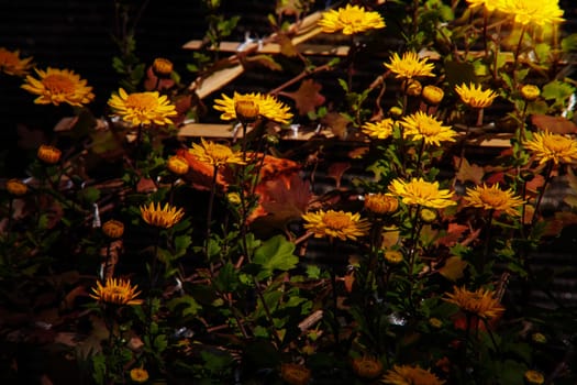The flowers chrysanthemum wallpaper in autumnfor background picture