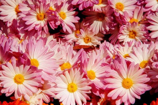 The flowers chrysanthemum wallpaper in autumnfor background picture