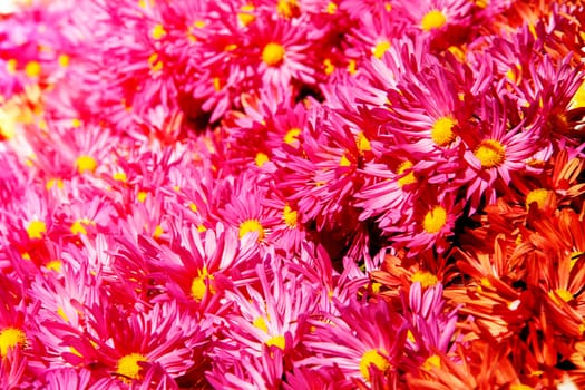 The flowers chrysanthemum wallpaper in autumnfor background picture