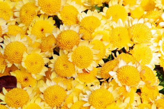 The flowers chrysanthemum wallpaper in autumnfor background picture