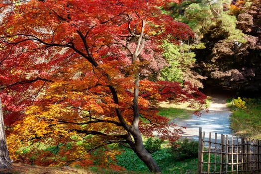 The Red maple leaves border at autumn forest, blurred background. Season changing. A tree branch of maple, fall