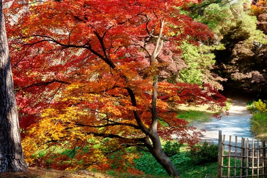 The Red maple leaves border at autumn forest, blurred background. Season changing. A tree branch of maple, fall