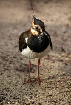 Lapwing Vanellus vanellus frontal