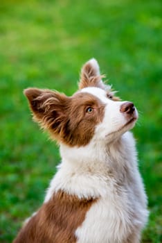 Brown border collie dog sitting