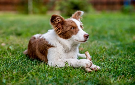 Brown border collie dog sitting