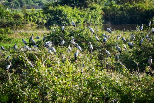 Great Egret Meeting Place, flock of birds sitting together