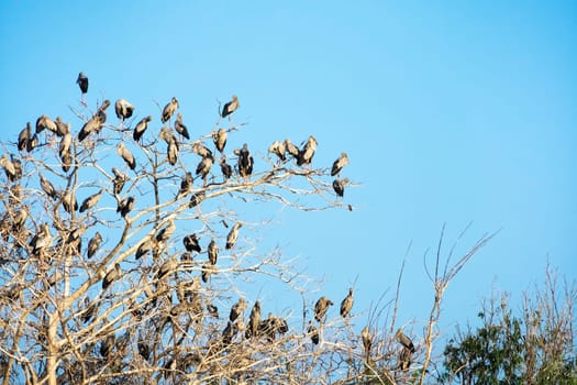 Great Egret Meeting Place, flock of birds sitting on tree