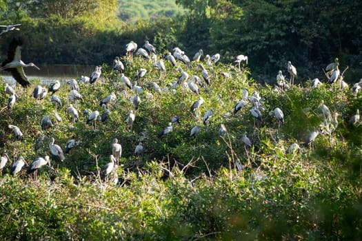 Great Egret Meeting Place, flock of birds sitting together