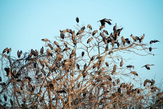 Great Egret Meeting Place, flock of birds sitting on tree