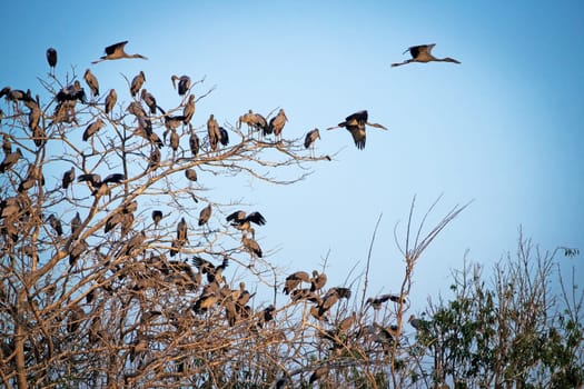 Great Egret Meeting Place, flock of birds sitting on tree
