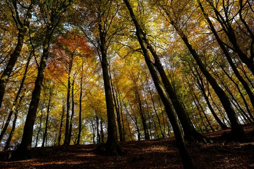 Deciduous forest in autumnal colors - view of the treetops