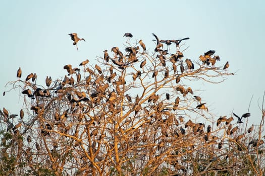 Great Egret Meeting Place, flock of birds sitting on tree