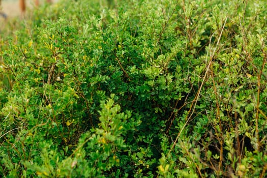 landscape bushes of grass against the sky