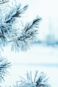 frozen spruce in hoarfrost in winter afternoon.