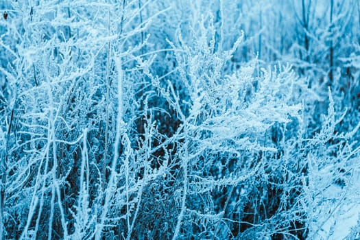 winter forest and branches in the snow during the day.
