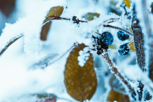 barberry close up branches in the snow.
