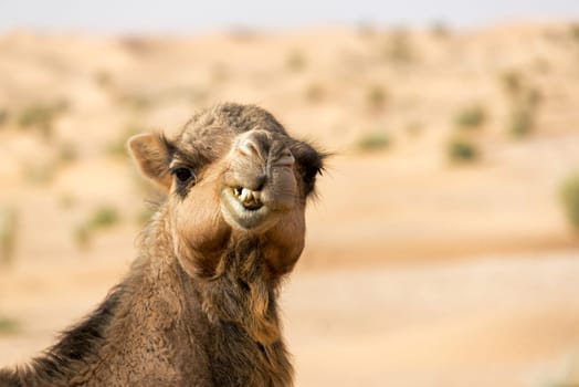 Closeup view of a camel making a funny face in the Sahara Desert near Douz, Tunisia