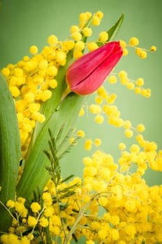 Spring bouquet with red tulip and mimosa