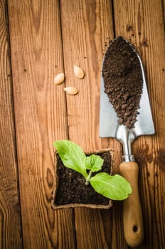 Still-life with sprouts and the garden tool, the top view