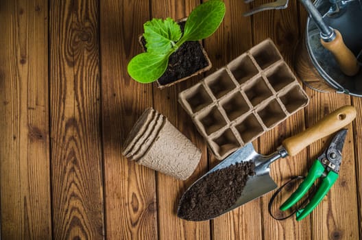 Seedlings and garden tools on a wooden surface, top view