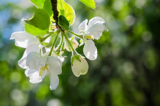 Branch of blossoming apple-tree, close-up