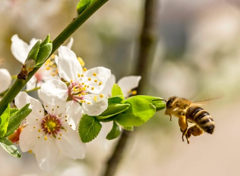 Honeybee in the spring is flying to a mirabelle blossom, against blurred background