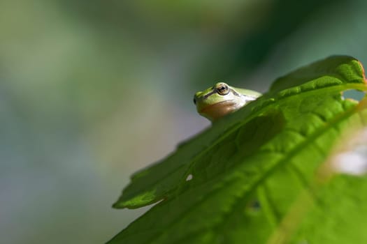 European Tree Frog - Hyla arborea looks down from a leaf - macro shot
