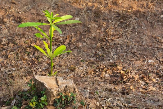 Green young plant growing on dead stump and copy space for insert text.