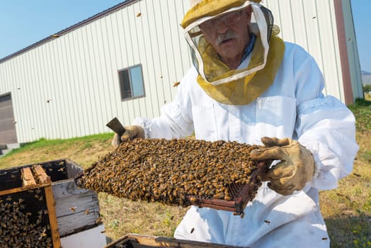 Beekeeper holding a frame, taken in Buffalo, Wyoming