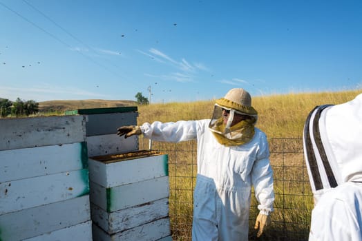 Beekeeper working in a bee yard next to bee hives near Buffalo, Wyoming