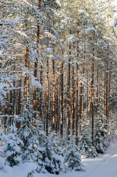 Trunks of pine trees in the forest after snowfall, close-up
